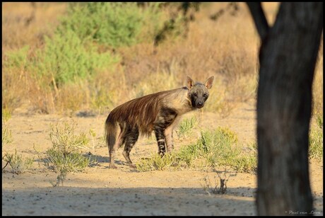 Bruine Hyena