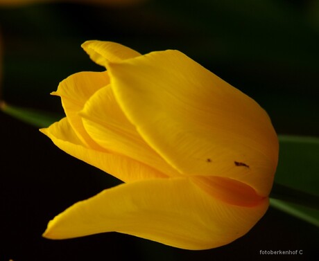 Gele tulp0189.jpg