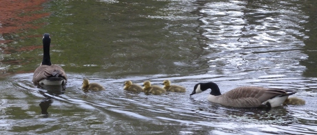 Ganzen met hun jongen.