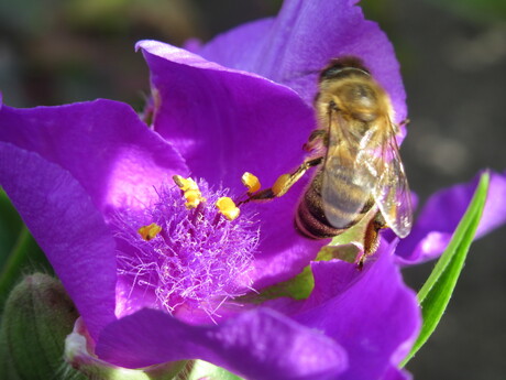 Bij op bloem.