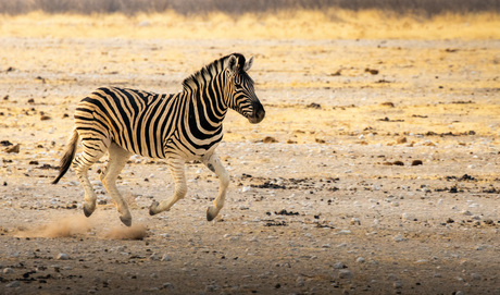Zebra in galop