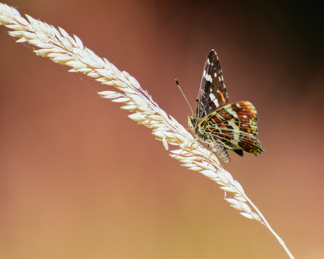 Landkaartje in de avondzon..