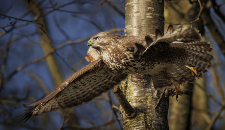 buizerd 