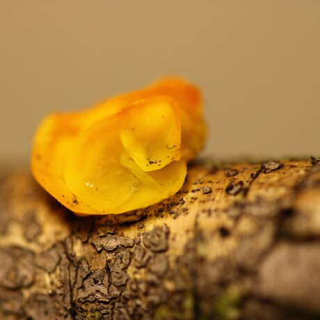 Mini gele trilzwam.