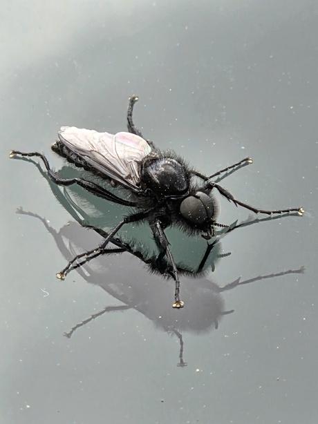 maartse vlieg in april haha