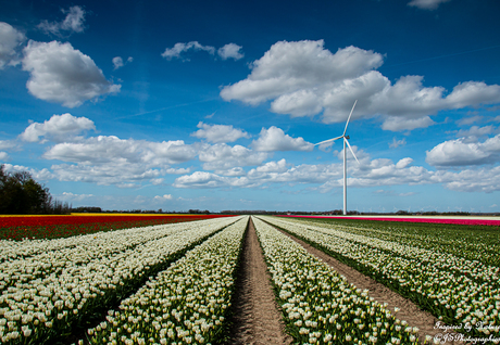 Colored towards the horizon