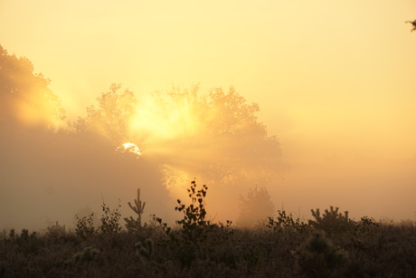 Zonnestralen 