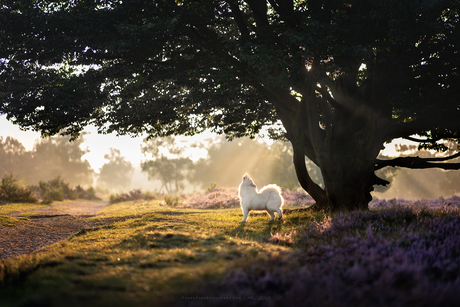 Zonsopgang op de heide