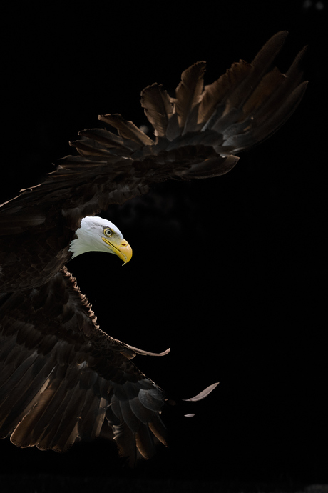 Amerikaanse zeearend