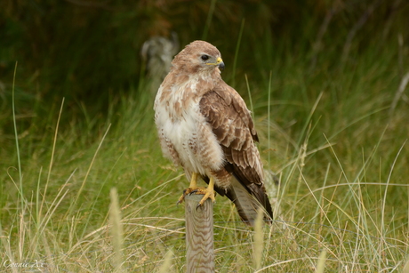 Buizerd 