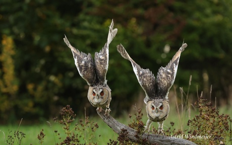 Ransuilen vliegen tegelijk weg 