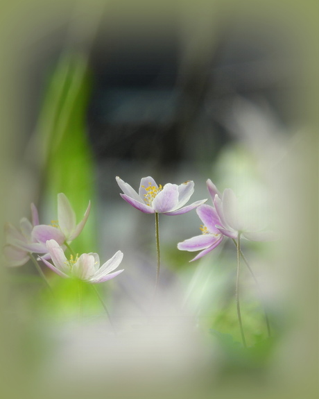 Met een roze penseelstreek