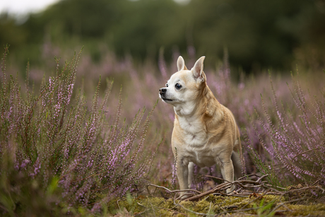 Dior op de heide