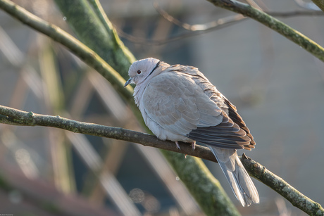 In afwachting van ---