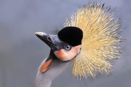 Kraanvogel