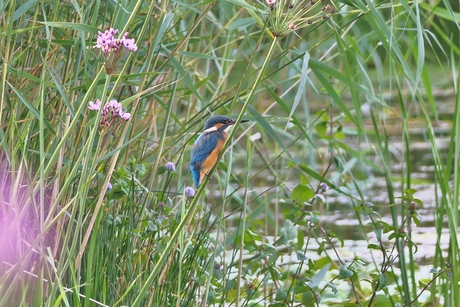 IJsvogel in het riet