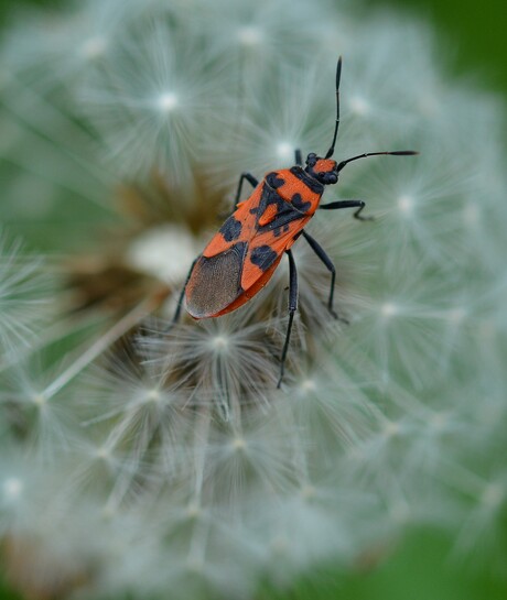 Even terug naar de lente.