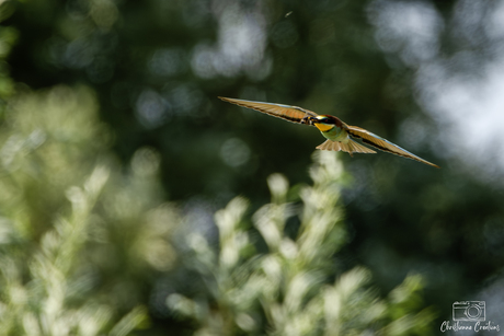 Lunchtijd voor de Bijeneter