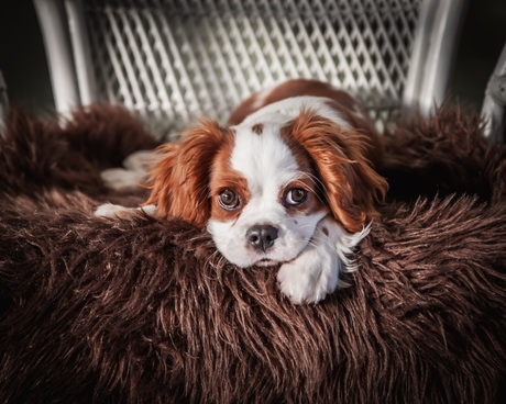 Cavalier pup op stoel