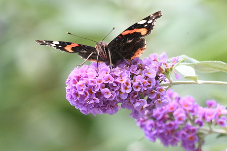 Vlinders in de tuin