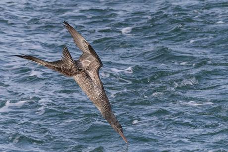 Duikende jonge Jan van Gent