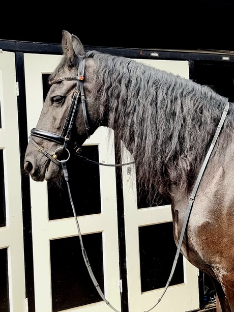 Mooi zwart paard