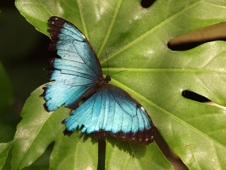 Blauwe morphovlinder