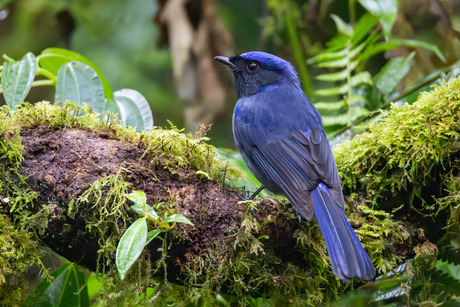 Mannetje van de Kobaltniltava