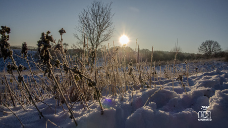 Ochtendgloren op de Brunssemerheide