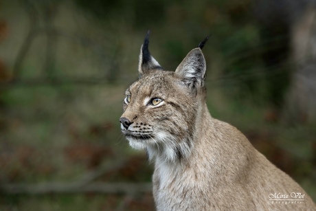 Lynx