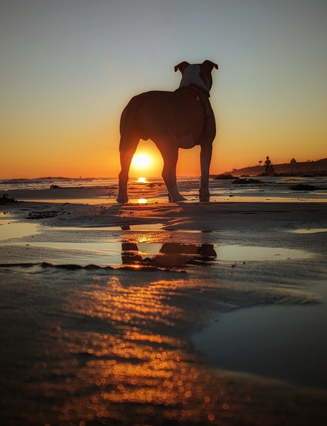 Zonsondergang zoutelande