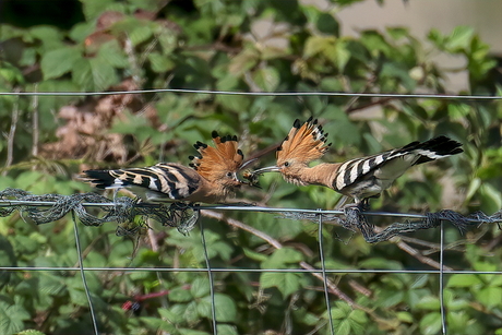 Oude hop voert jonge hop met engerling