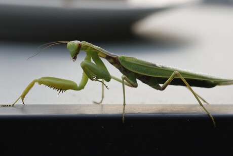 Wat is dit voor iets?