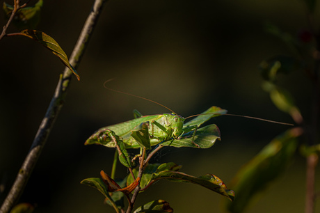 Grote groene sabelsprinkhaan 