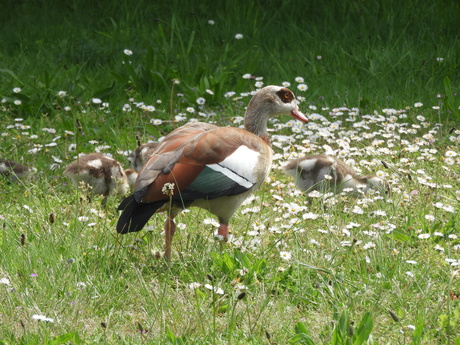 'Lentebriesje'