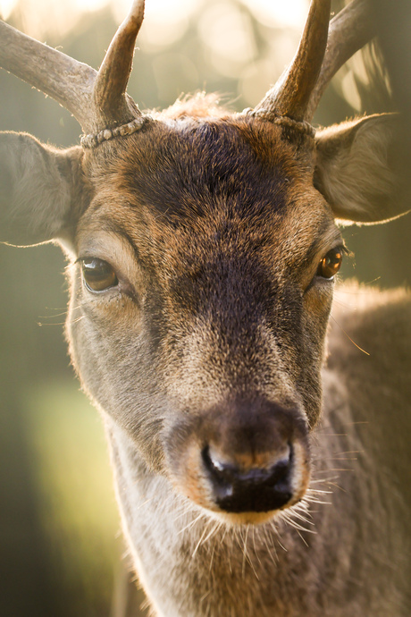Hert in tegenlicht