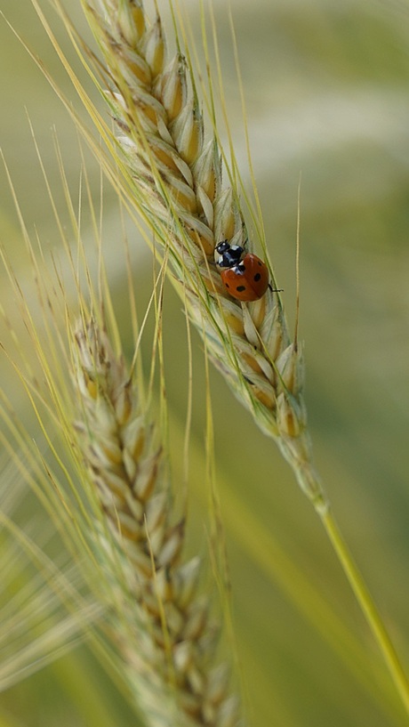 Graanveld