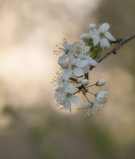 Kers of Pruim net wat je wilt