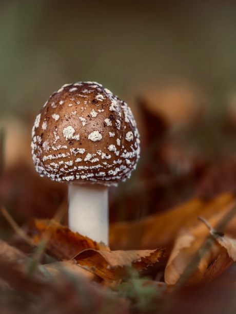 Bruin met witte stippen