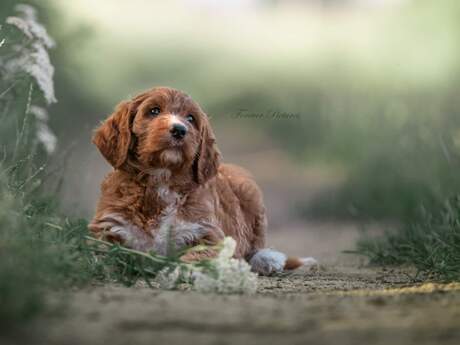 Irish doodle pup