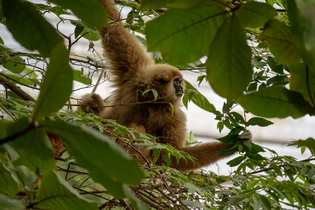 Withandgibbon