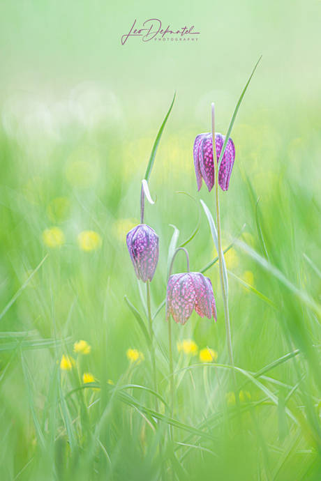 Waar Alles Zijn Plaats Vindt