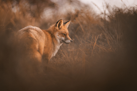 vos verdwijnt in het gras