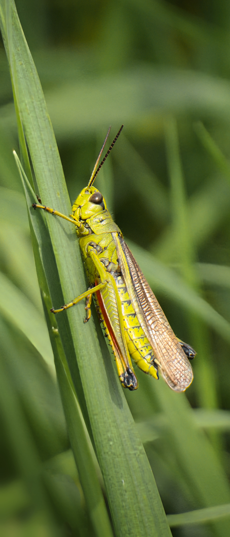 Sprinkhaan