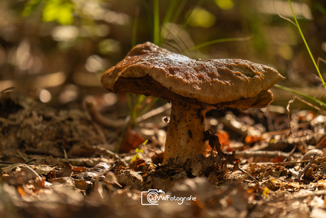 Herfst in het bos