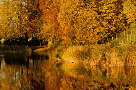 Herfstspiegeling.jpg