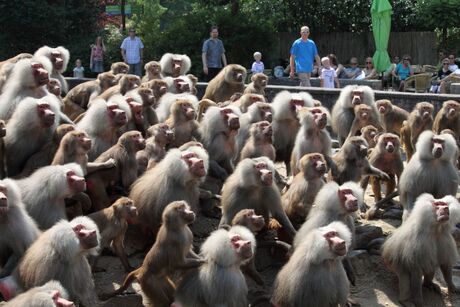 Apen in dierenpark Emmen