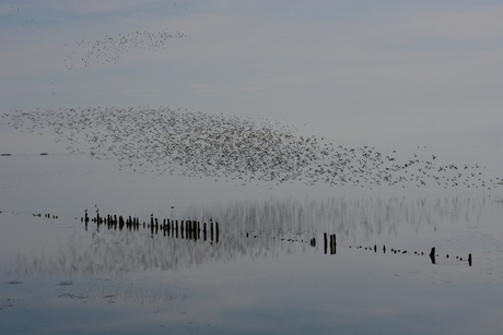 vlieland