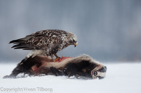 Ruigpoot buizerd