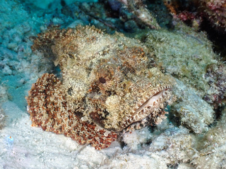 Mooie onderwaterwereld Bonaire